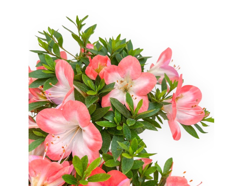 Rhododendron Indicum - Azalea - 38 cm