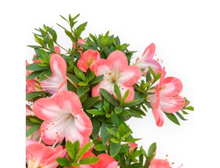 Rhododendron Indicum – Azalee – 38 cm
