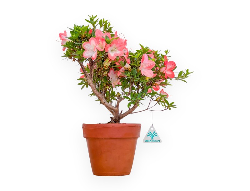 Rhododendron Indicum – Azalee – 38 cm