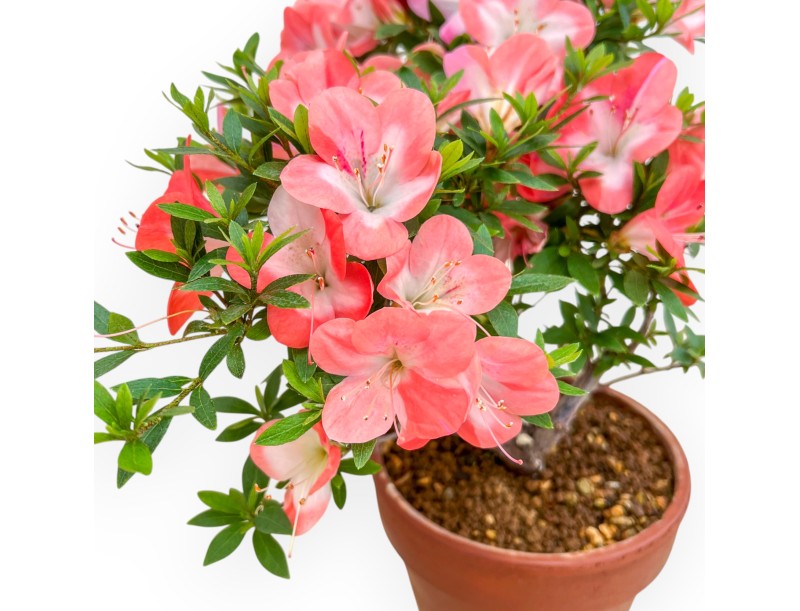 Rhododendron Indicum – Azalee – 38 cm