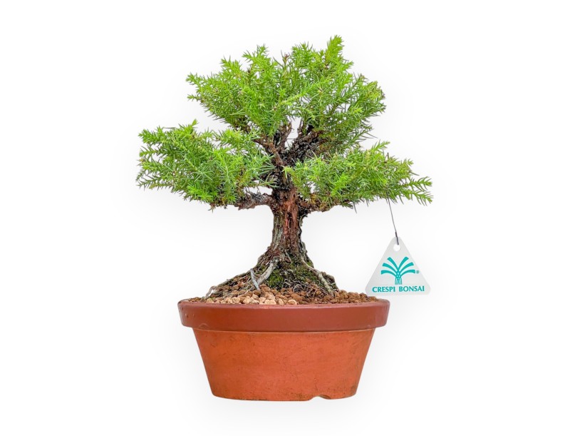 Cryptomeria Japonica - Cèdre Japonais - 27 cm