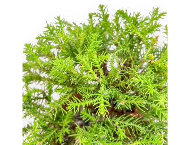 Cryptomeria Japonica - Cèdre Japonais - 27 cm 2