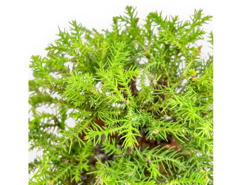 Cryptomeria Japonica - Japanese Cedar - 27 cm