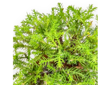 Cryptomeria Japonica - Cèdre Japonais - 27 cm