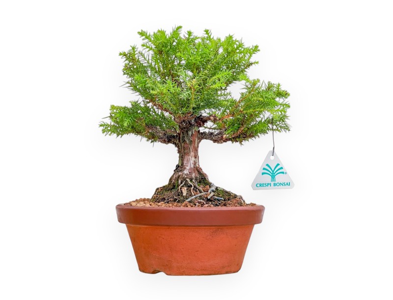 Cryptomeria Japonica - Japanese Cedar - 27 cm