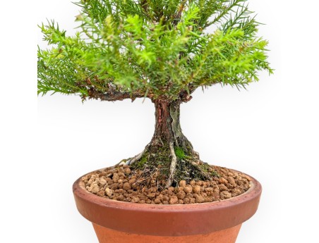 Cryptomeria Japonica - 27 cm