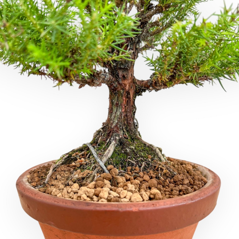 Cryptomeria Japonica - Cèdre Japonais - 27 cm