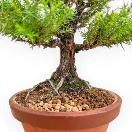 Cryptomeria Japonica - Cèdre Japonais - 27 cm