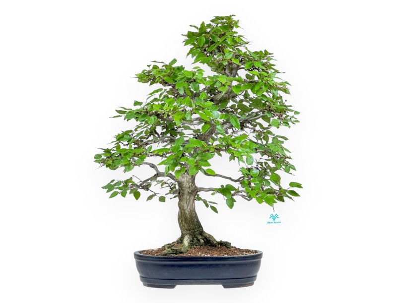 Carpinus - Hainbuche - 71 cm