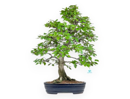 Carpinus - Carpino - 71 cm