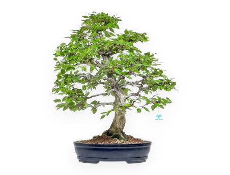 Carpinus - Carpe - 71 cm