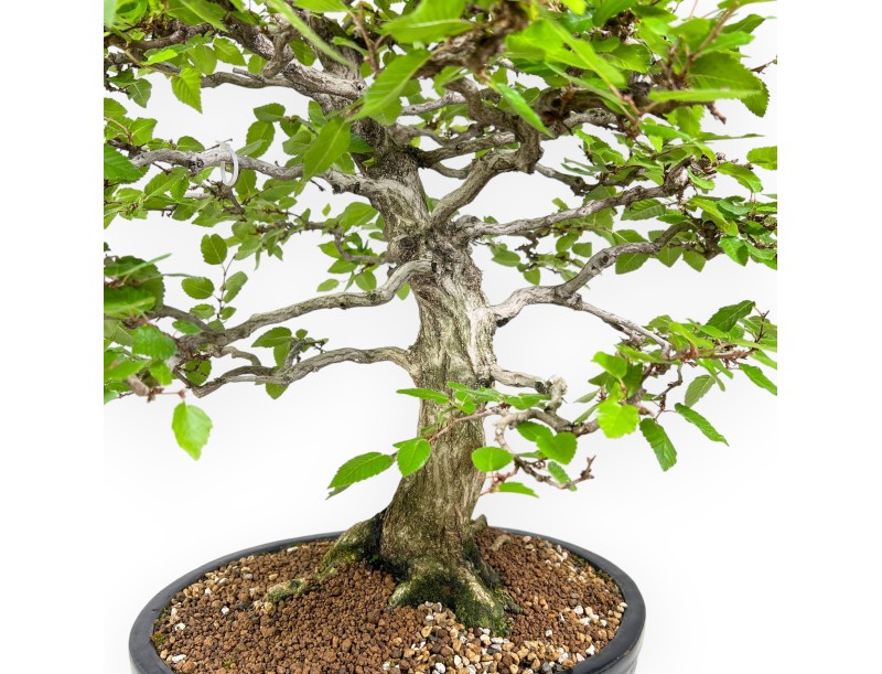 Carpinus - Carpe - 71 cm