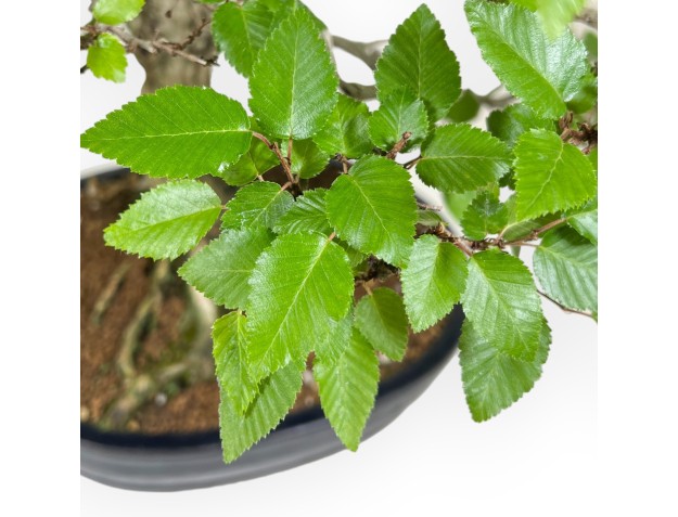 Carpinus - Carpino - 71 cm 2