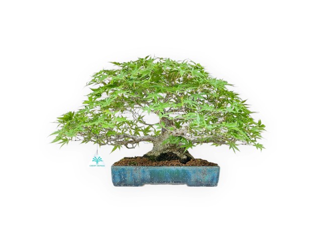 Acer Palmatum Deshojo - Maple - 34 cm