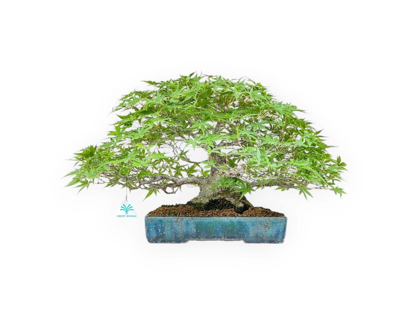 Acer Palmatum Deshojo - Maple - 34 cm