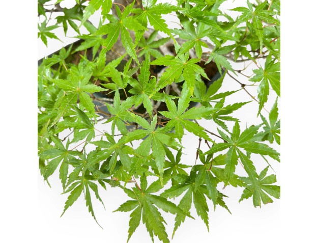Acer Palmatum Deshojo - Érable - 34 cm 2