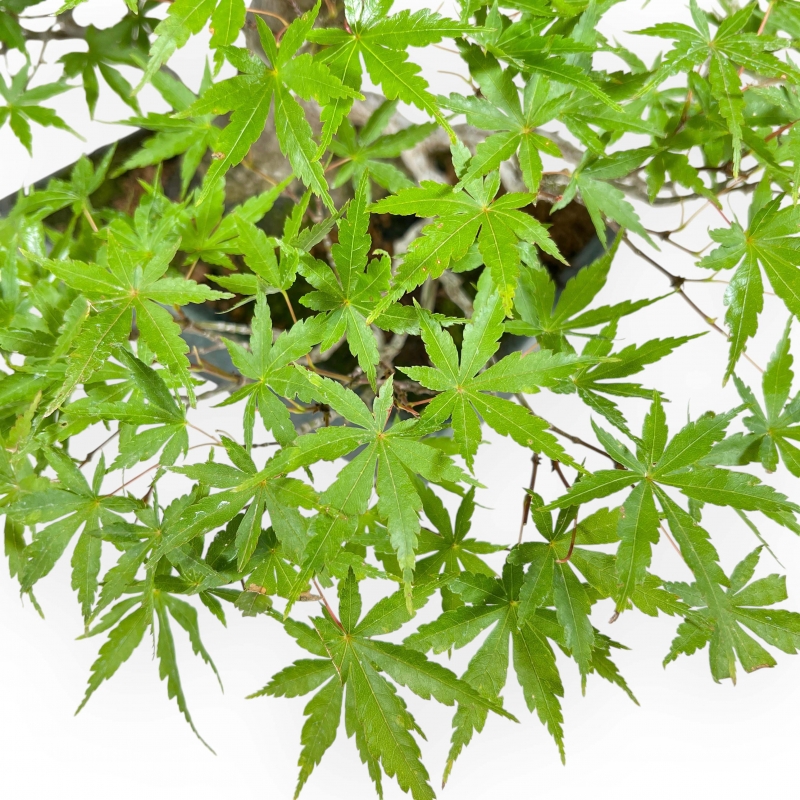 Acer Palmatum Deshojo - Érable - 34 cm
