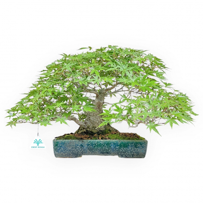 Acer Palmatum Deshojo - Maple - 34 cm