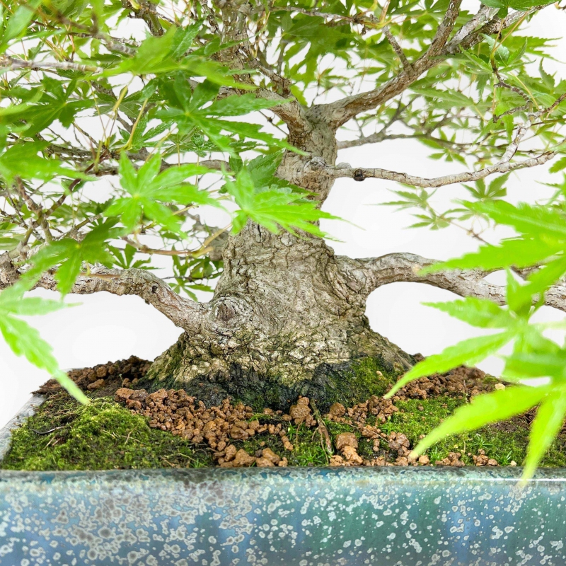 Acer Palmatum Deshojo - Ahorne - 34 cm