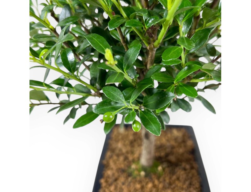 Ilex Crenata - Houx - 28 cm