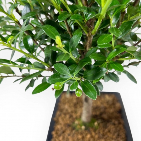 Ilex Crenata - Agrifoglio - 28 cm