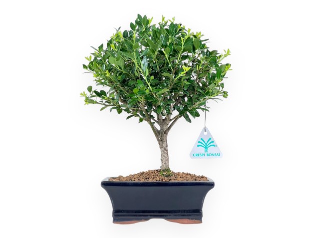 Ilex Crenata - Holly - 28 cm
