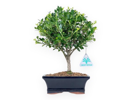 Ilex Crenata - Houx - 28 cm
