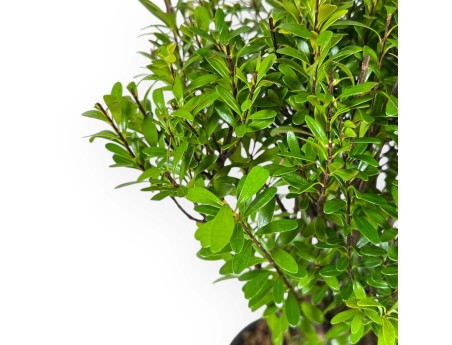 Syzygium - Myrte - 27 cm