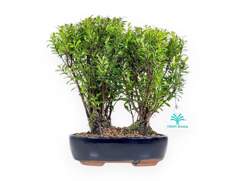 Syzygium - Myrtle - 27 cm