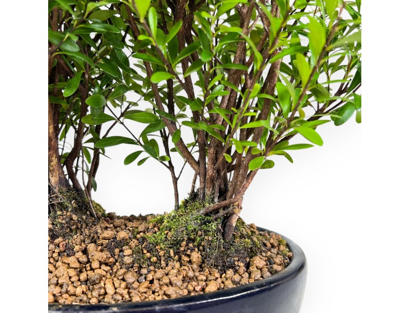 Syzygium - Myrtle - 27 cm