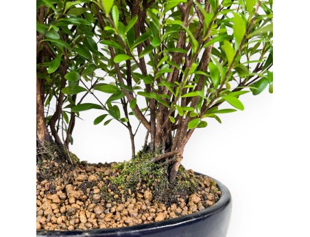 Syzygium - Myrte - 27 cm
