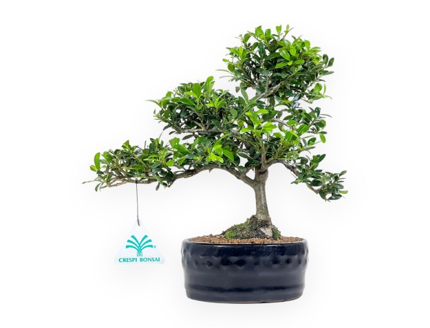 Ilex Crenata - Holly - 26 cm