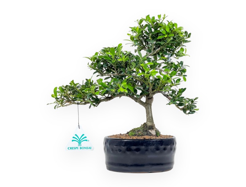 Ilex Crenata - Houx - 26 cm