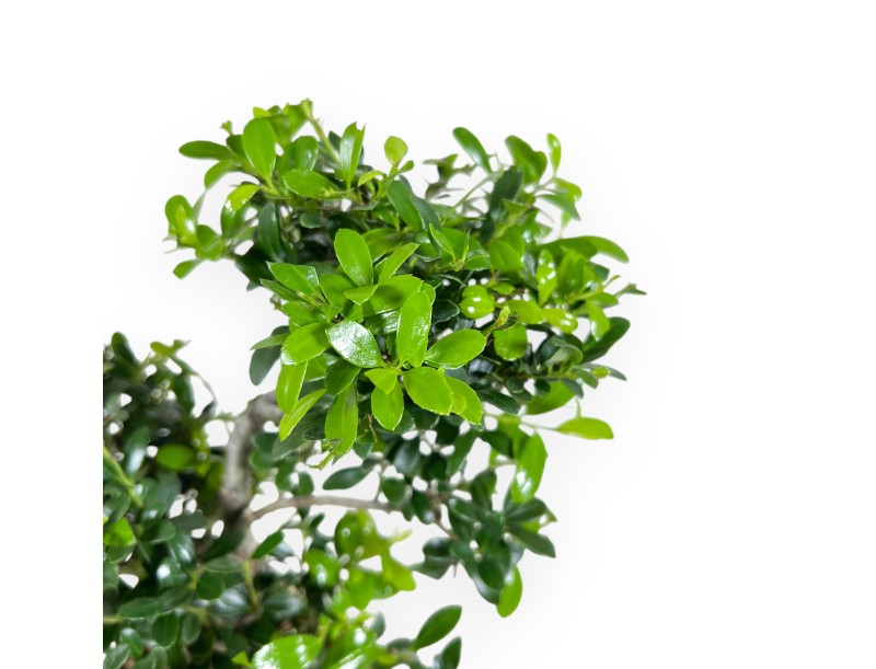 Ilex Crenata - Holly - 26 cm