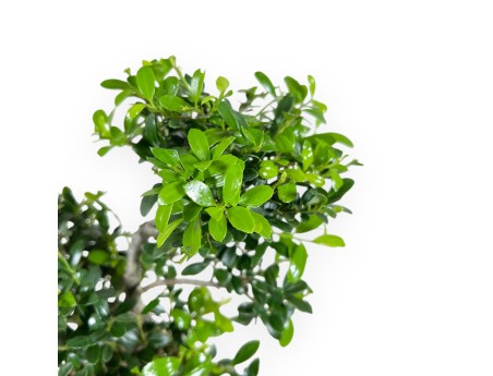 Ilex Crenata - Holly - 26 cm