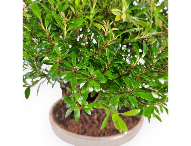 Syzygium - Myrte - 30 cm 2