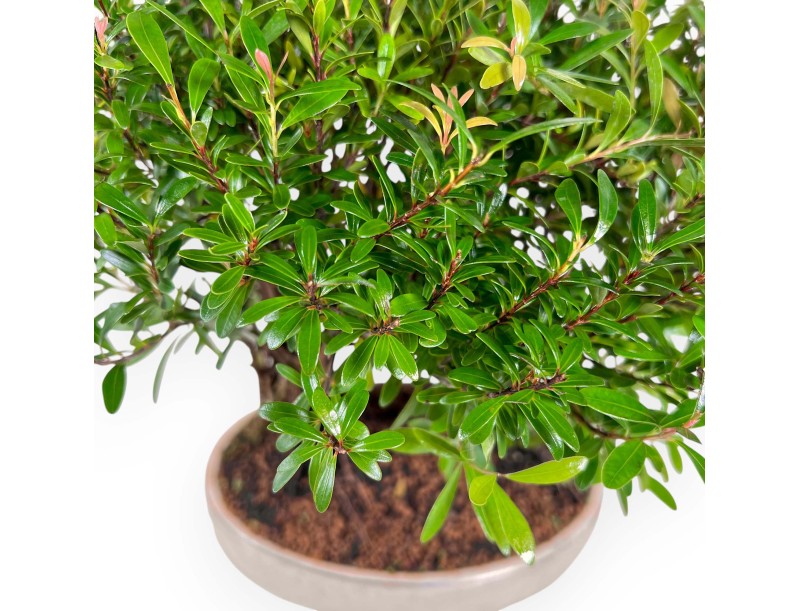 Syzygium - Mirto - 30 cm
