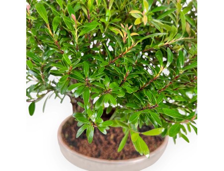 Syzygium - Myrte - 30 cm