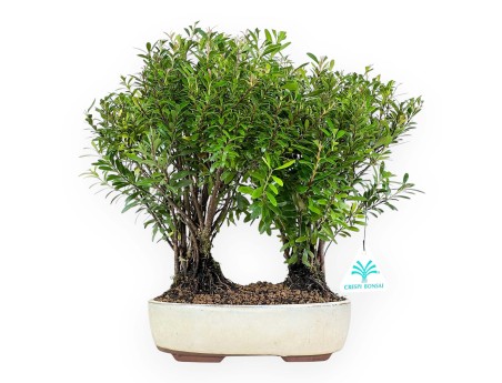 Syzygium - Myrtle - 30 cm