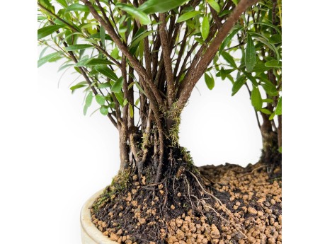 Syzygium - Mirto - 30 cm