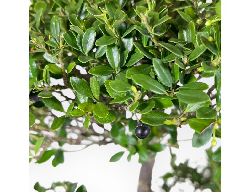 Ilex Crenata - Holly - 50 cm