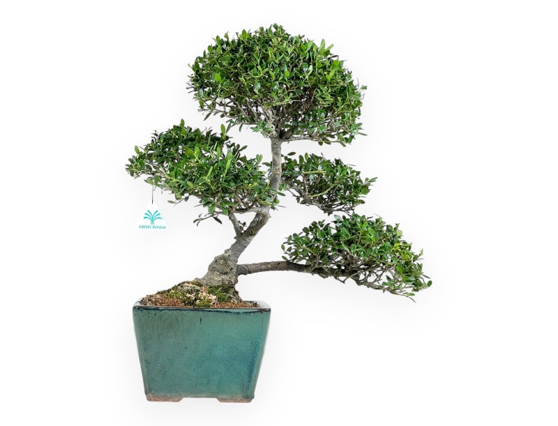 Ilex Crenata - Agrifoglio - 50 cm