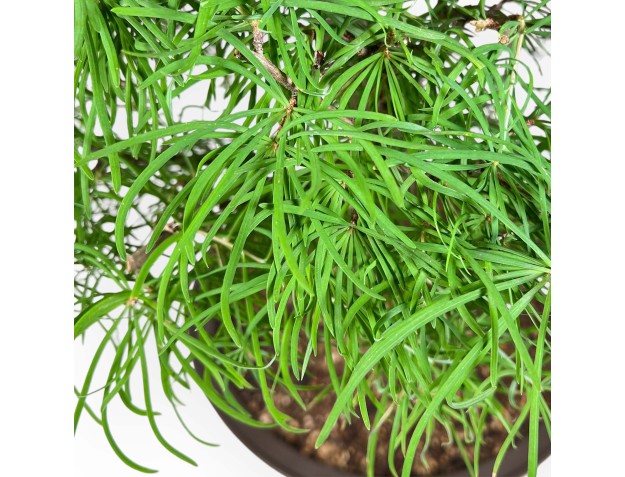 Pseudolarix - Alerce - 89 cm 2