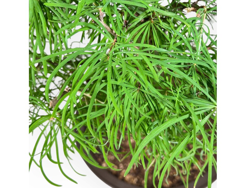 Pseudolarix - Lärche - 89 cm