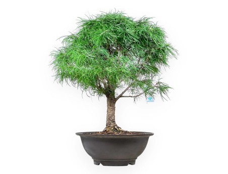 Pseudolarix - Lärche - 89 cm