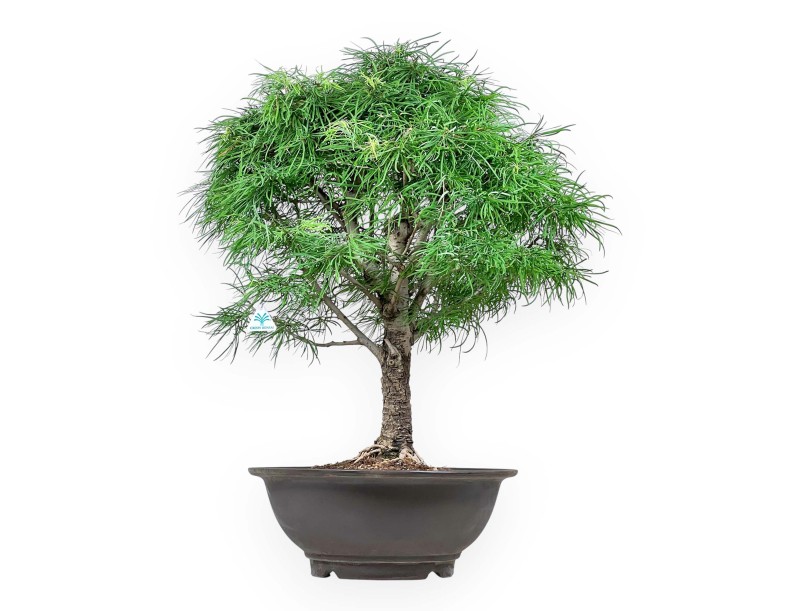 Pseudolarix - Larice - 89 cm