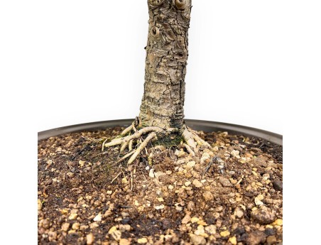 Pseudolarix - Mélèze - 89 cm