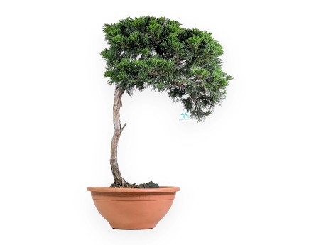 Juniperus Sabina - Enebro - 73 cm