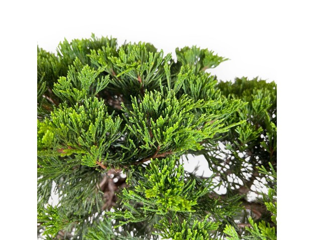 Juniperus Sabina - Juniper - 73 cm 2