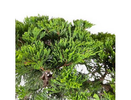 Juniperus Sabina - Genévrier - 73 cm